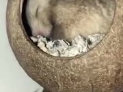 Cute Hamster In A Coconut Shell