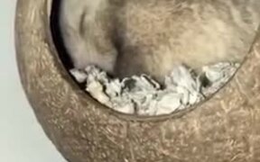 Cute Hamster In A Coconut Shell - Animals - VIDEOTIME.COM