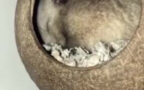 Cute Hamster In A Coconut Shell - Animals - VIDEOTIME.COM