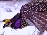 A Bird's Funny Courtship Dance