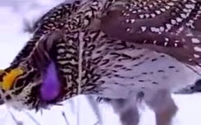 A Bird's Funny Courtship Dance - Animals - VIDEOTIME.COM
