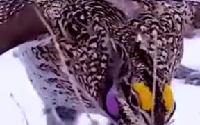 A Bird's Funny Courtship Dance - Animals - VIDEOTIME.COM
