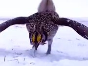 A Bird's Funny Courtship Dance