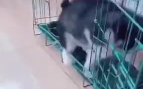 A Dumb Husky Puppy - Animals - VIDEOTIME.COM
