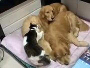 Cat Sleeps Between Three Dog
