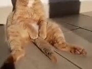 Cat With The Weirdest Relaxing Pose
