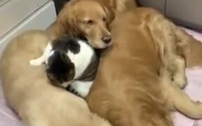 Cat Sleeps Between Three Dog - Animals - VIDEOTIME.COM
