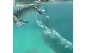 How Crocodiles Swim In The Water