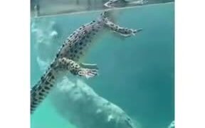 How Crocodiles Swim In The Water