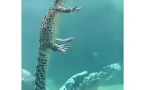How Crocodiles Swim In The Water - Animals - VIDEOTIME.COM