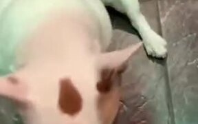 The Joy Of Having Dogs - Animals - VIDEOTIME.COM