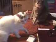 Surprise Cat Attack
