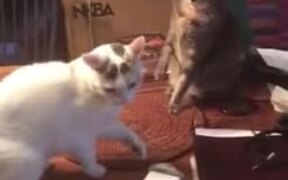 Surprise Cat Attack - Animals - VIDEOTIME.COM