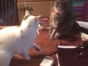 Surprise Cat Attack