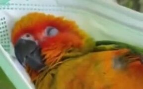 Parrot Chills Out In A Face Mask Hammock! - Animals - VIDEOTIME.COM