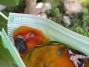 Parrot Chills Out In A Face Mask Hammock!