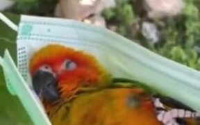Parrot Chills Out In A Face Mask Hammock! - Animals - VIDEOTIME.COM