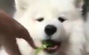 How To Make Your Dog Eat His Veggies!