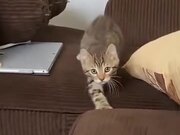 A Kitten With A Careful Catwalk