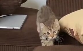 A Kitten With A Careful Catwalk - Animals - VIDEOTIME.COM