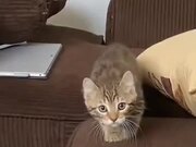 A Kitten With A Careful Catwalk