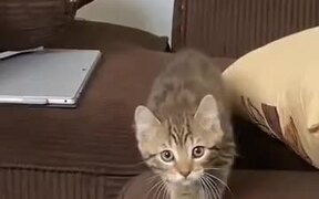 A Kitten With A Careful Catwalk - Animals - VIDEOTIME.COM