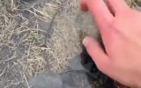 When Doggo Loves Breaking Ice - Animals - VIDEOTIME.COM