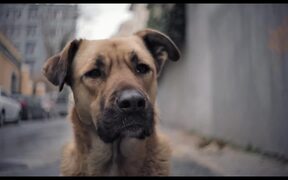 Stray Official Trailer! - Movie trailer - VIDEOTIME.COM
