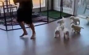 Adorable Puppies Follow Around Guy Everywhere - Animals - VIDEOTIME.COM