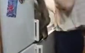 Cat Jumps Inside The Fridge And Steals Snacks!