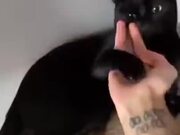 Cat Fights Human In A Martial Arts Match!