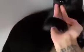 Cat Fights Human In A Martial Arts Match! - Animals - VIDEOTIME.COM