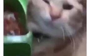 Stupid Cat Falls Asleep Face First In Water! - Animals - VIDEOTIME.COM