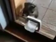 Cat Gets Really Angry At The Kitty Door