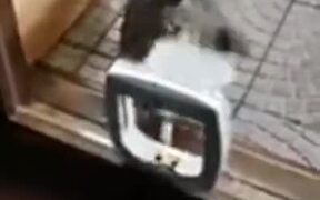 Cat Gets Really Angry At The Kitty Door - Animals - VIDEOTIME.COM