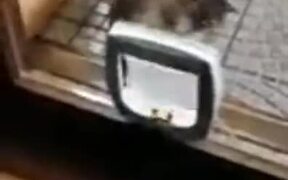 Cat Gets Really Angry At The Kitty Door - Animals - VIDEOTIME.COM