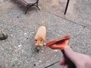 Wild Fox Loves Getting Groomed!