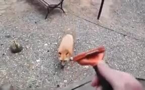 Wild Fox Loves Getting Groomed! - Animals - VIDEOTIME.COM