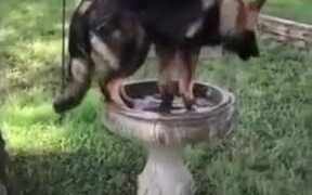 Huge German Shepherd Tries To Fit Into A Fountain! - Animals - VIDEOTIME.COM