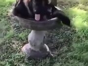 Huge German Shepherd Tries To Fit Into A Fountain!