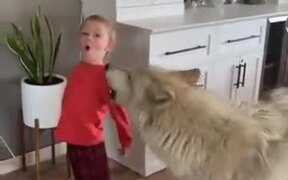 Kid Howls, Dog Howls, Everyone Howls! - Animals - VIDEOTIME.COM