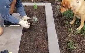 This Doggo Is Eager To Help With Gardening!