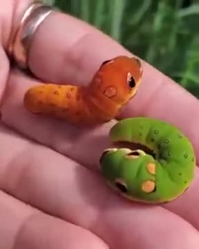 Wait, Are These Weedle And Caterpie?!
