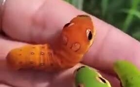 Wait, Are These Weedle And Caterpie?! - Animals - VIDEOTIME.COM
