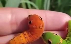 Wait, Are These Weedle And Caterpie?! - Animals - VIDEOTIME.COM