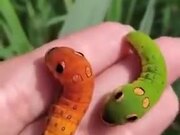 Wait, Are These Weedle And Caterpie?!