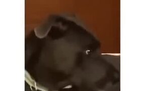 Not The Smartest Dog Out There! - Animals - VIDEOTIME.COM