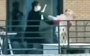 Dog And Owner Fight It Out! - Animals - VIDEOTIME.COM