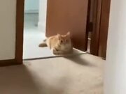 Cat Does A Sneak Attack!