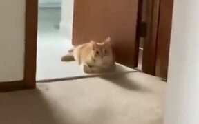 Cat Does A Sneak Attack! - Animals - VIDEOTIME.COM